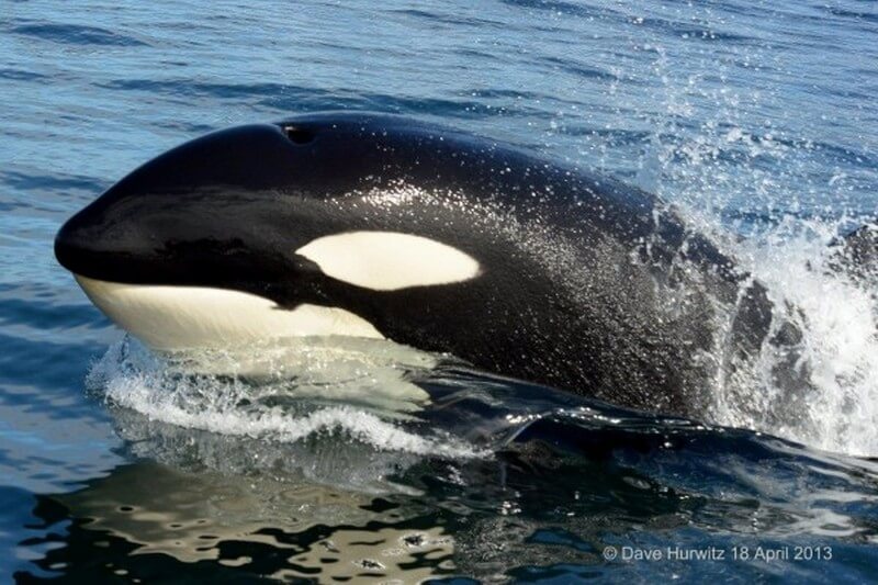 Orcas head out of the water