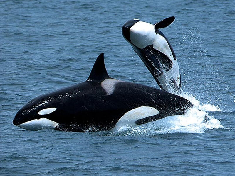 Orcas swimming and breaching