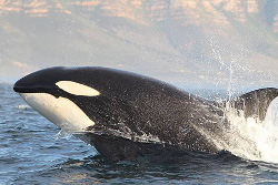 Orcas Of False Bay