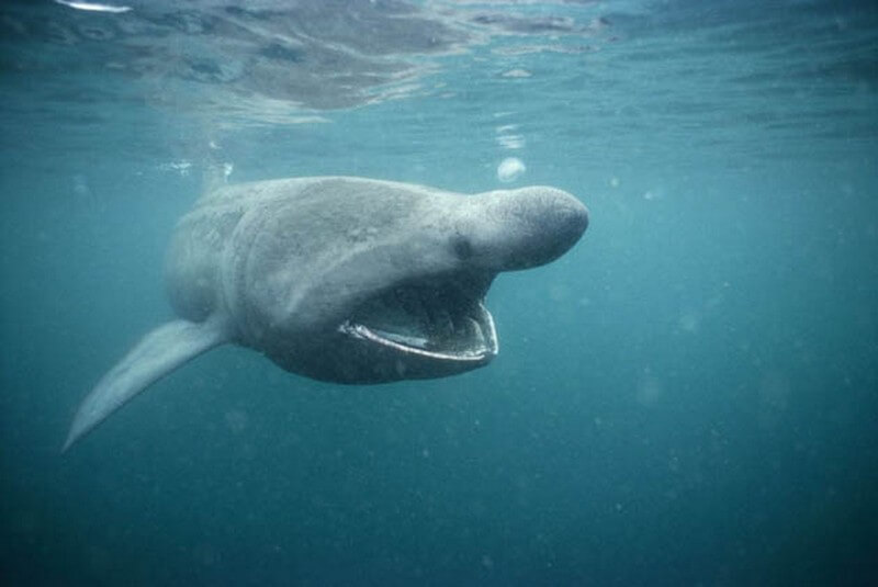 Pacific Sleeper Shark - open mouth