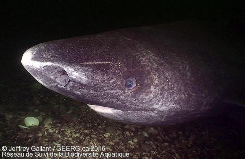 Pacific Sleeper Shark face