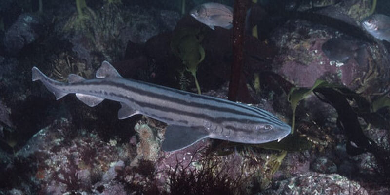 Pyjama Catshark swimming close to the ocean floor