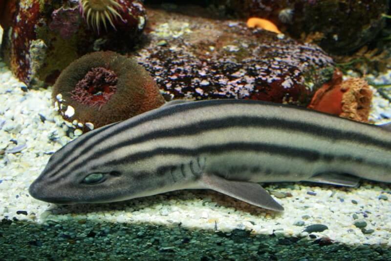 Pajama shark lying in rocky inshore area