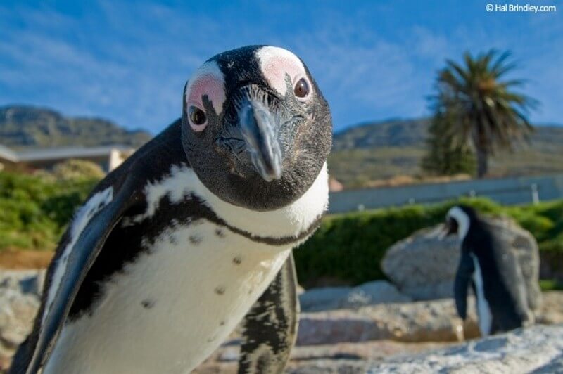 Inquisitive Penguin staring at the camera