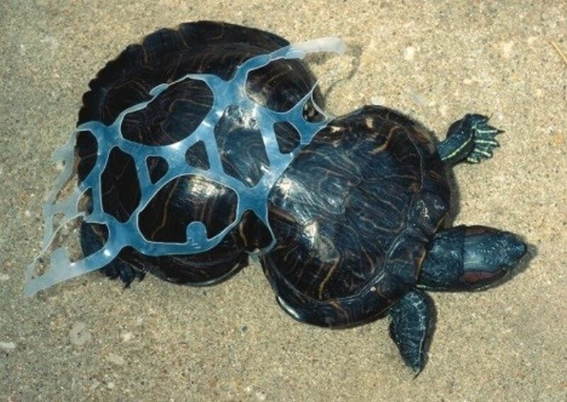 Plastic that has affected the growth of a turtle