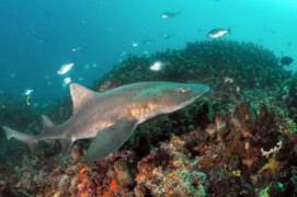 Spotted Gully Shark swimming on the ocean bed