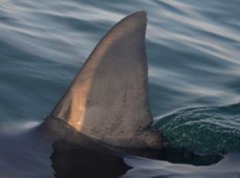 Great White Shark named Prop's fin in 2016 where the gashes have healed