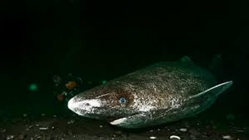 Pacific Sleeper Shark