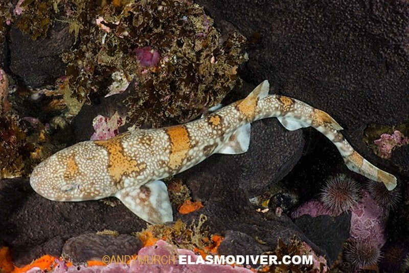 Puffadder shy shark by Andy Murch Elasmodiver.com