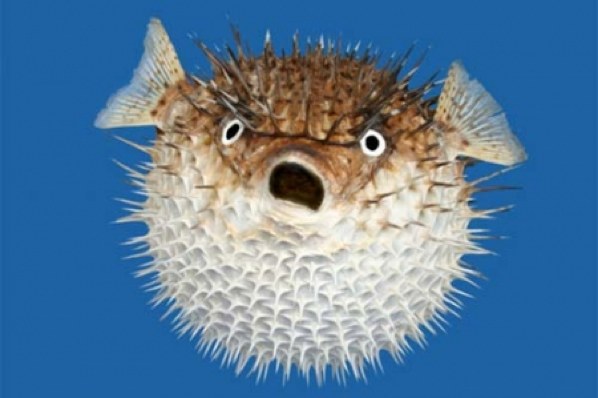 puffer fish