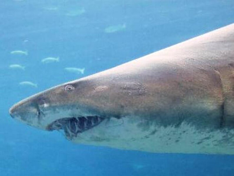 Ragged Tooth Shark from the side