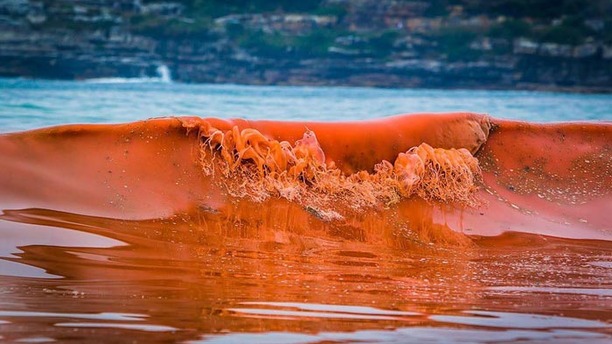 Serious Red Tide Wave