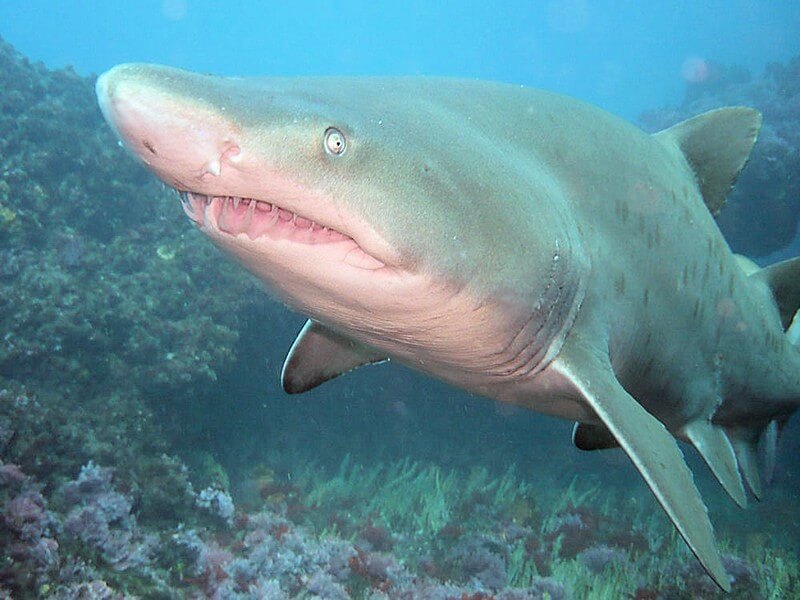 Spotted Ragged Tooth shark close up