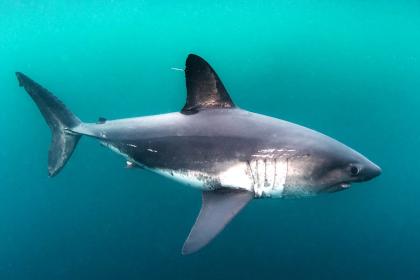 salmon shark