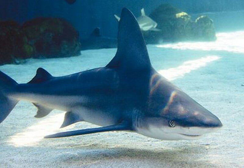 Sandbar Shark swimming close to the oceans' floor 