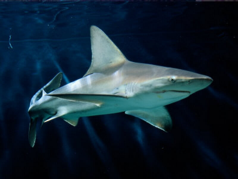 Sandbar Shark swimming in open water