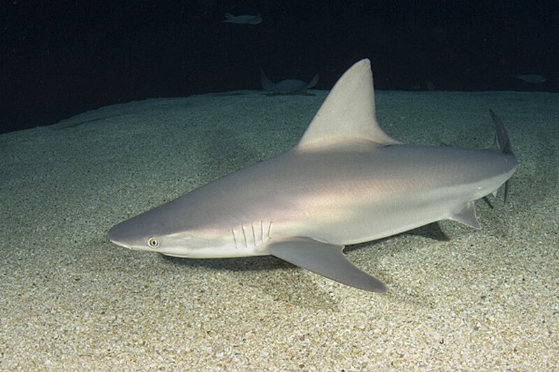 Sandbar Shark  swimming on the ocean bed