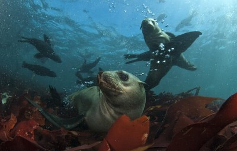 Cape Fur Seal Playing in Kelp