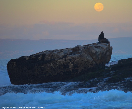 seal howling