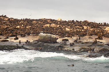 Seal Snorkeling Trip