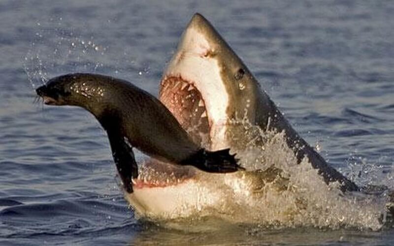 shark predation on a Cape Fur Seal