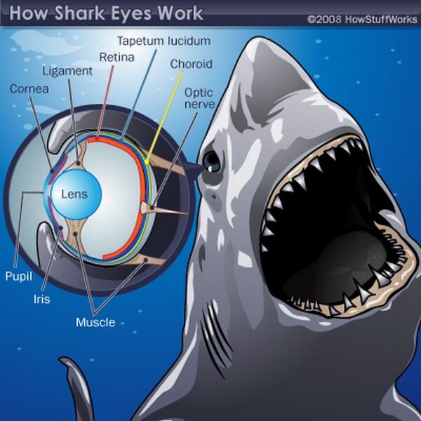 Shark eye diagram