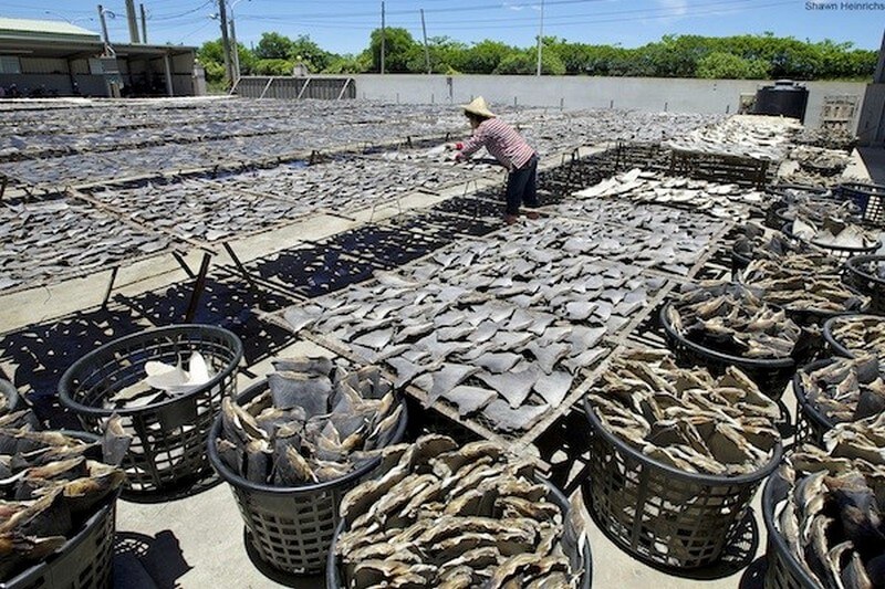 shark fins in rows