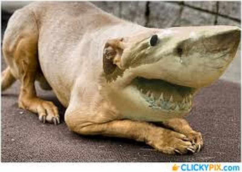 Silly shark head on the body of a kneeling dog