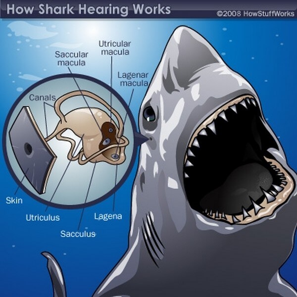 Diagram of how sharks hearing works