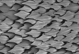 sharks' skin close up