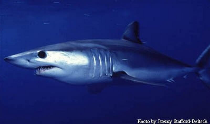 Shortfin Mako shark by Jeremy Stafford-Deitsch