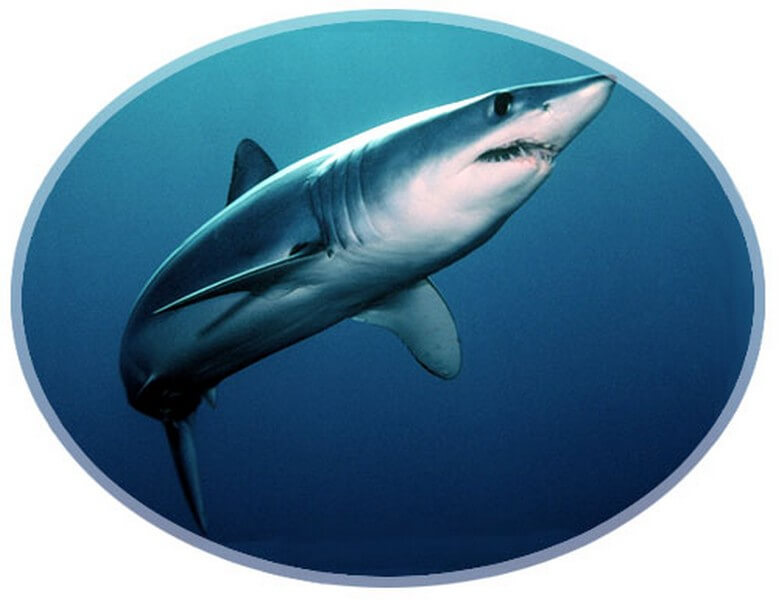 Shortfin Mako swimming in the blue ocean