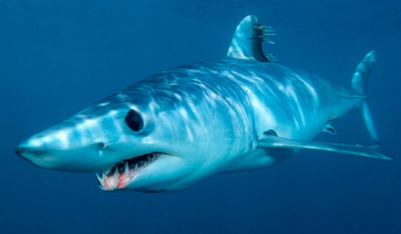 Shortfin Mako shark