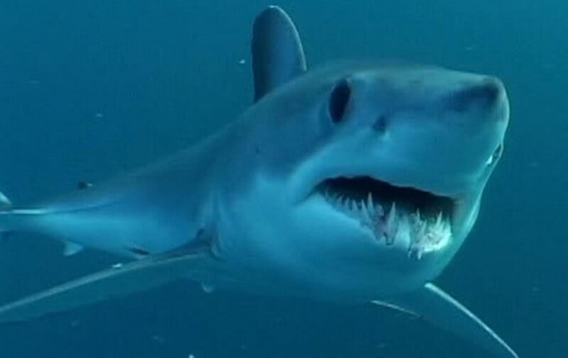 shortfin Mako