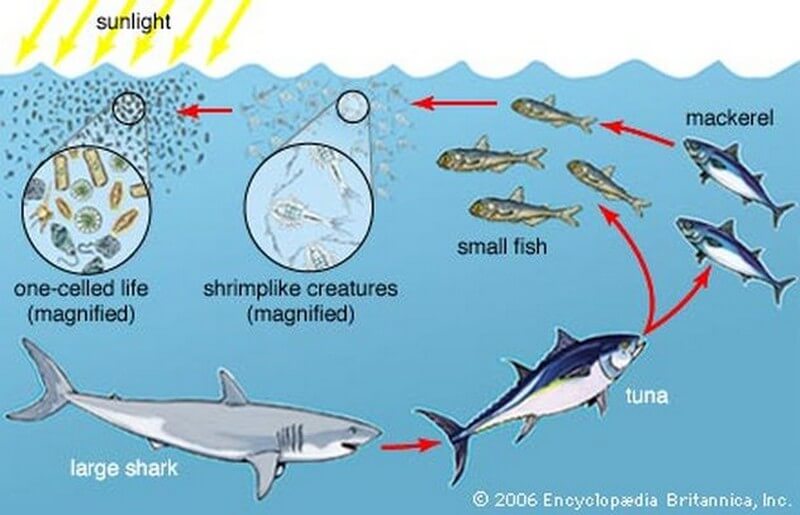 simple marine food chain