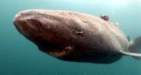 Pacific Sleeper Shark and eye parasite 