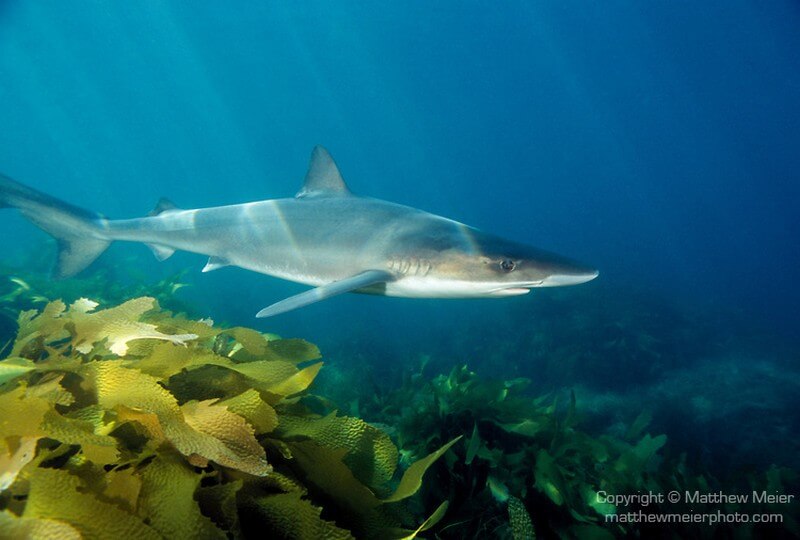 Soupfin shark swimming in kelp