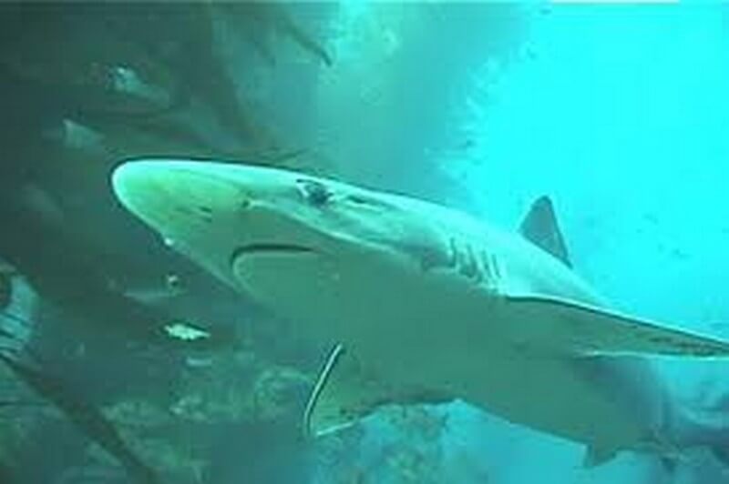 Close up of a Soupfin Shark