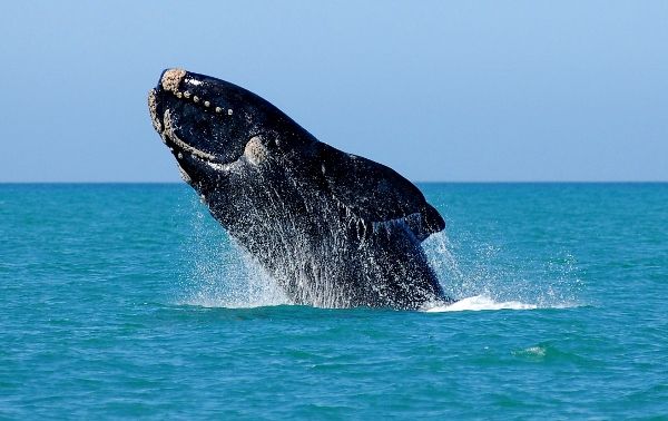 South Africa's Marine Big 5- southern right whale -