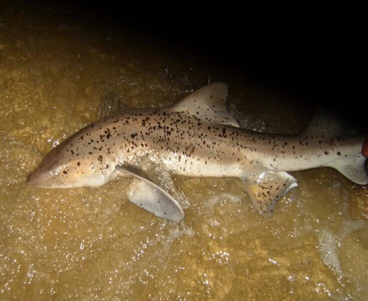 Spotted Gully Shark on the inshore sea bed of False Bay