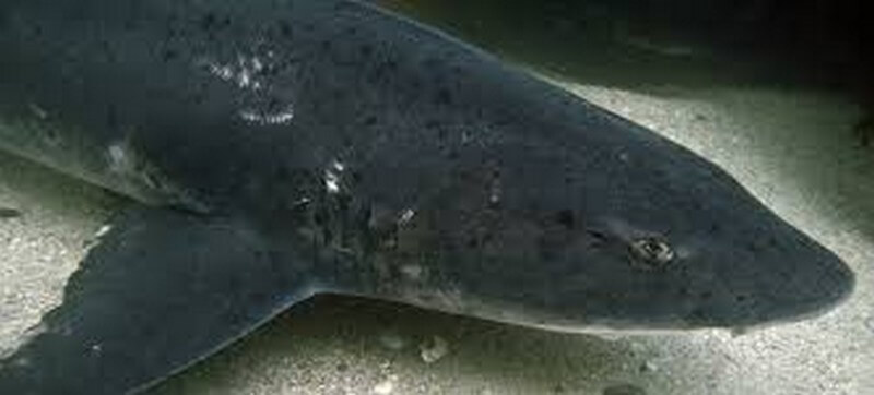 Close up of a spotted gully shark