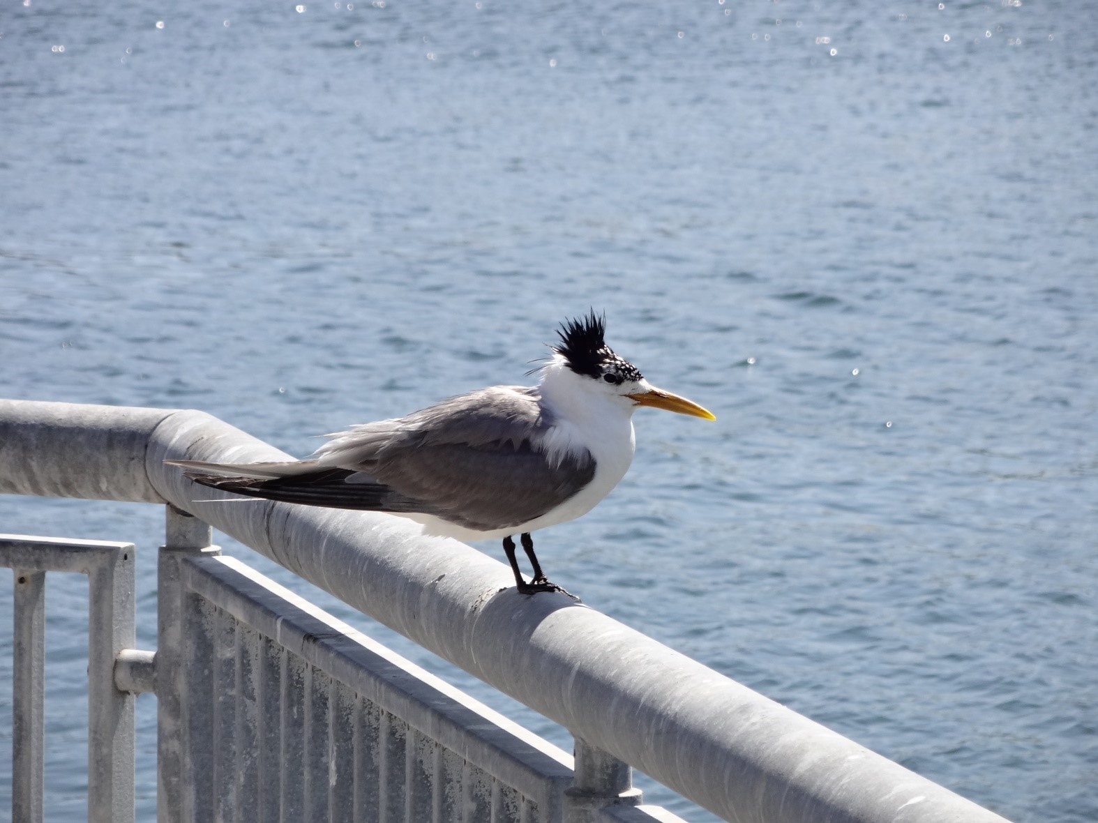 A Swift Tern sitting on a railing by the ocean