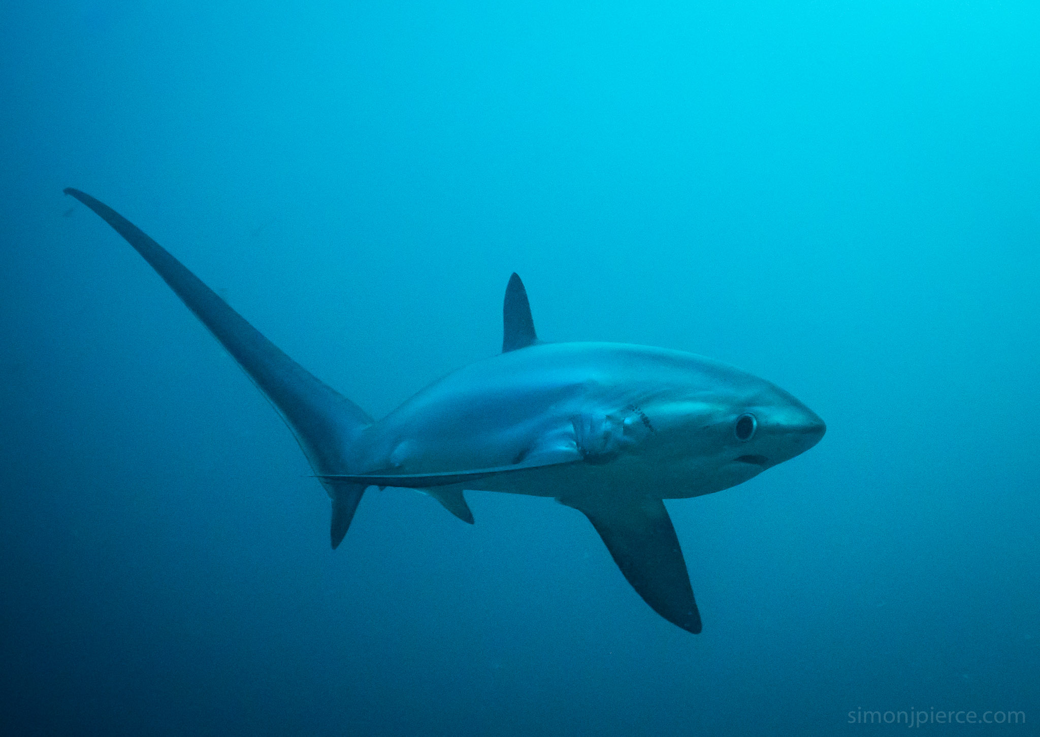 Thresher Shark