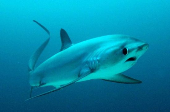 Thresher Shark