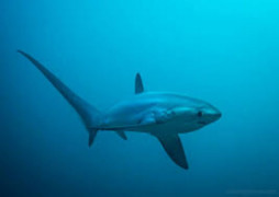 Thresher Shark