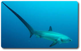 Thresher SHark