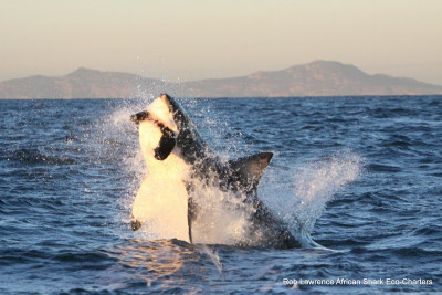 1-1-IMG_4922-Rob-Lawrence-Breaching-Great-White-Shark