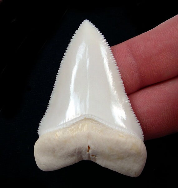 shark tooth