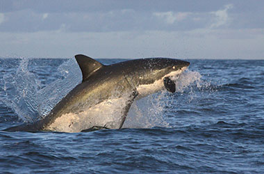 Great white shark breaching on decoy