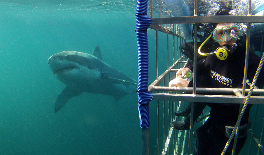 Diver in shark cage with a great white shark swimming past the cage